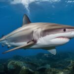 What are 5 Adaptations of a Shark